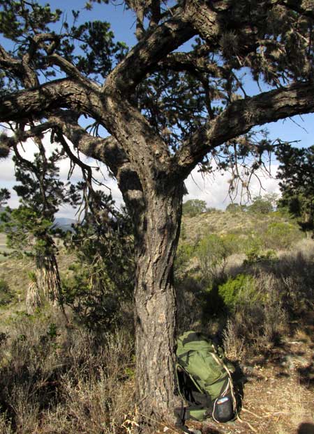 Mexican Pinyon Pine, PINUS CEMBROIDES, branching trunk