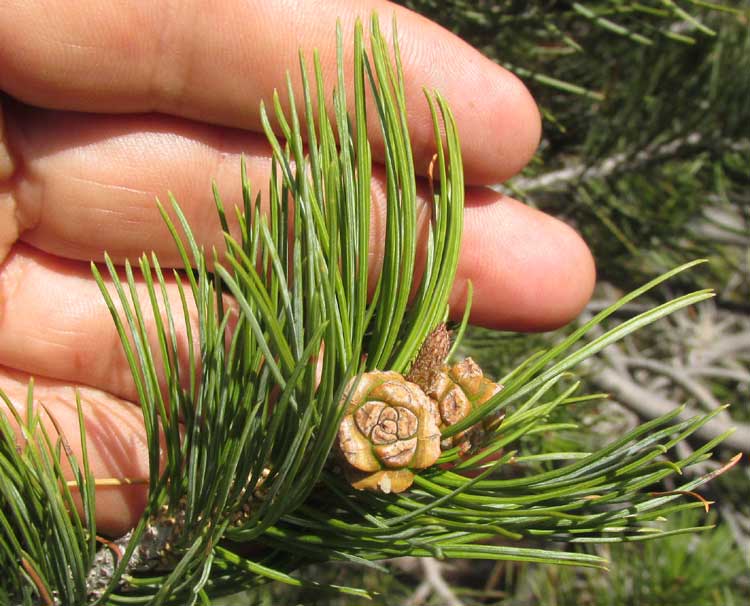 Mexican Pinyon Pine, PINUS CEMBROIDES, needle clusters and immature fruits