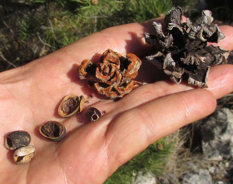 Mexican Pinyon Pine, PINUS CEMBROIDES, old cones and seeds