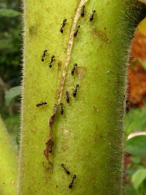 harvester ants, maybe Pogonomyrmex, collecting tobacco seeds, line on stem
