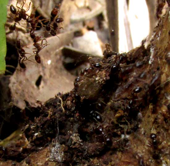 harvester ants, maybe Pogonomyrmex, entering tunnels in base of dying tobacco plant