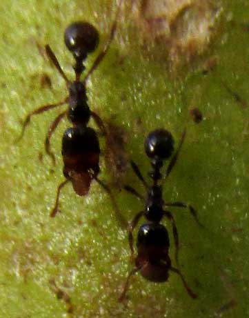 harvester ants, maybe Pogonomyrmex, workers collecting tobacco seeds