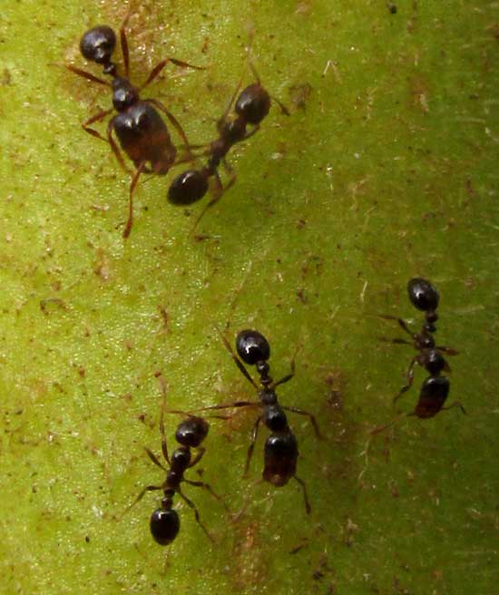 harvester ants, maybe Pogonomyrmex, collecting tobacco seeds, two kinds of worker