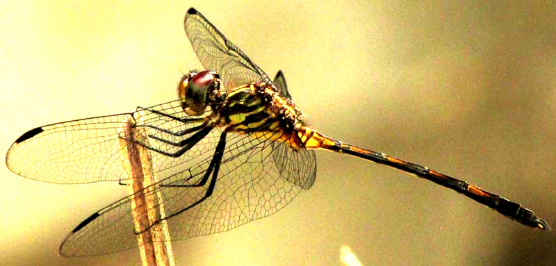 Brown Setwing, DYTHEMIS STERILIS, side view