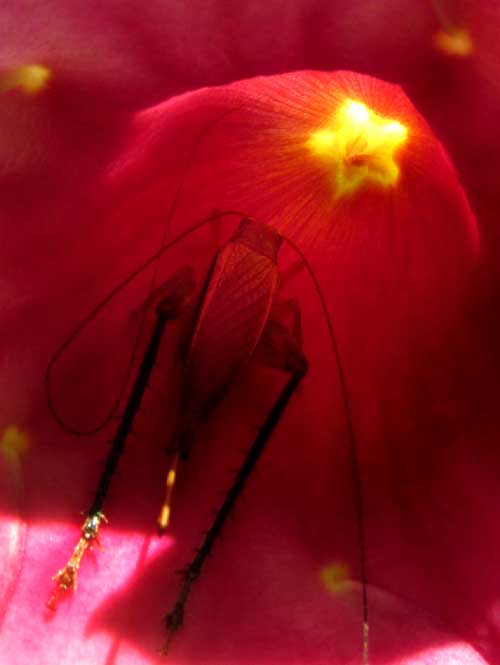 Purple Allamanda, ALLAMANDA VIOLACEA, cricket in flower