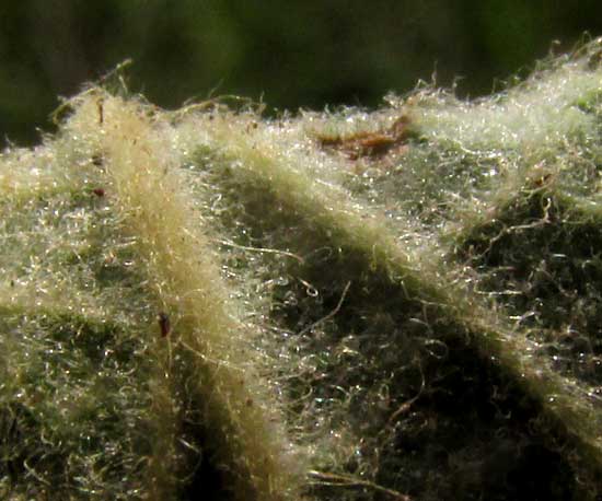 PASSIFLORA PALMERI var. SUBLANCEOLATA, hairy leaf undersurface