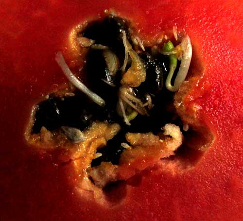 seeds germinating inside papaya fruit
