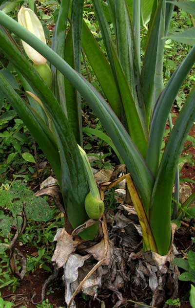 Xanthosoma sagittifolium cultivar flower and fruit structures