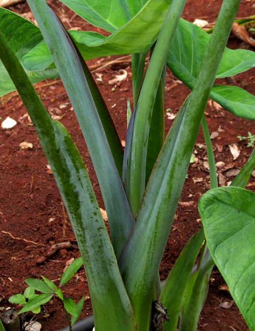 Xanthosoma sagittifolium, cultivar purplish petiole rims