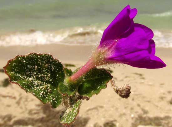 Beach Peanut, OKENIA HYPOGAEA, flower from side showing stalked glands
