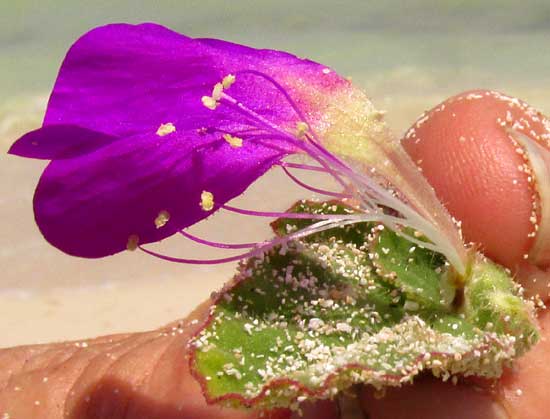 Beach Peanut, OKENIA HYPOGAEA, flower with one side removed