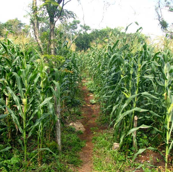 Maya cornfield, or milpa, with corn tasseling