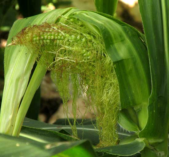 animal damage to ear of corn in Maya cornfield, or milpa