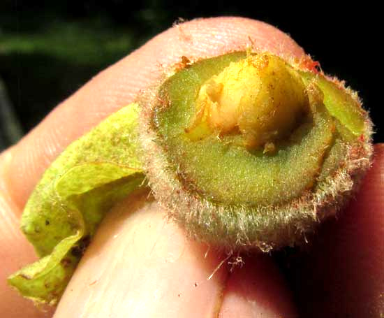 Teak, TECTONA GRANDIS, fruit cross section showing seed