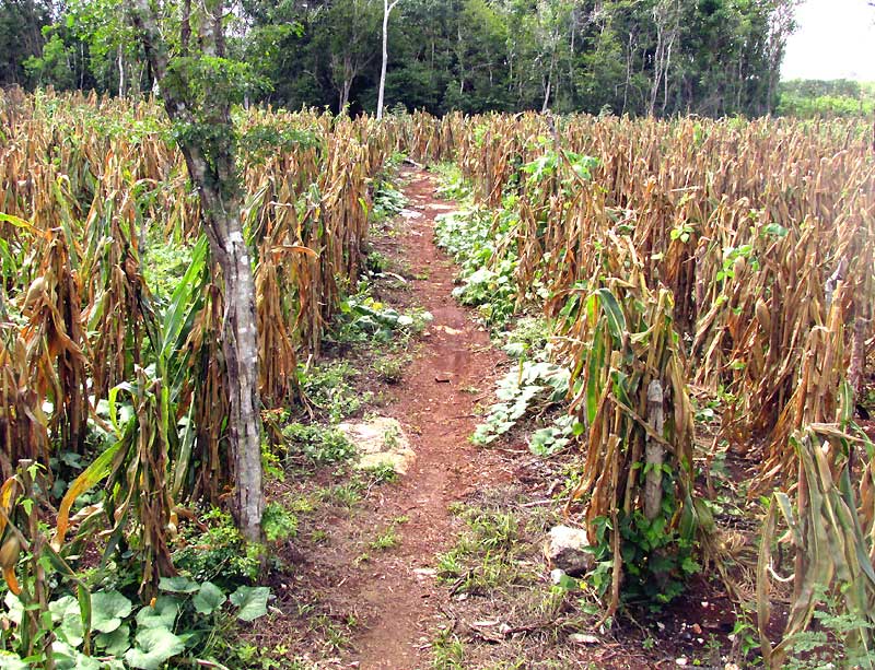 traditional Maya cornfield, or milpa, at season's end with stalks bent down