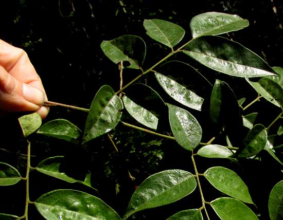 Picramnia cf. teapensis, leaves