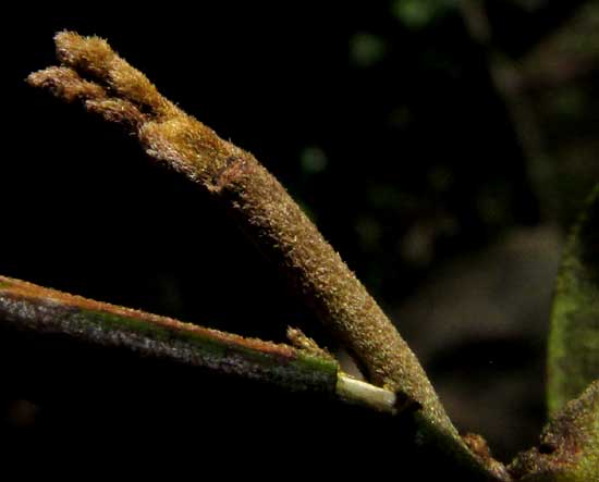Picramnia cf. teapensis,hairy young stems