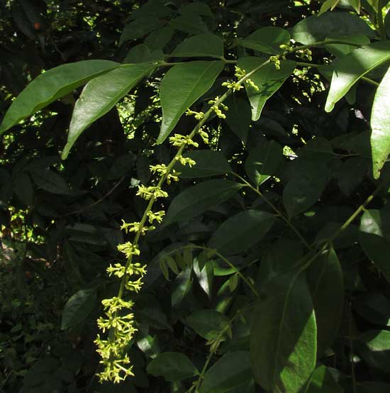 Picramnia cf. teapensis, inflorescence longer than leaves