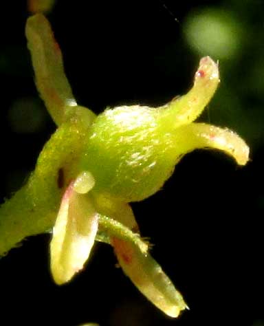 Picramnia cf. teapensis, female flower from side