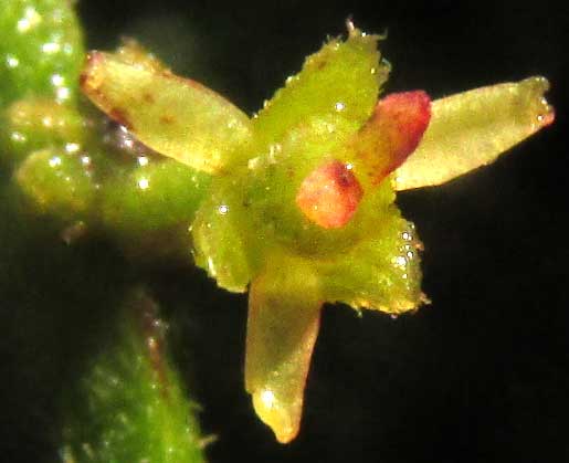 Picramnia cf. teapensis, female flower from top
