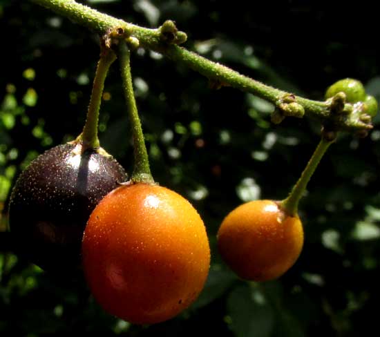 Picramnia cf. teapensis, black ripe fruit, orange maturing fruit