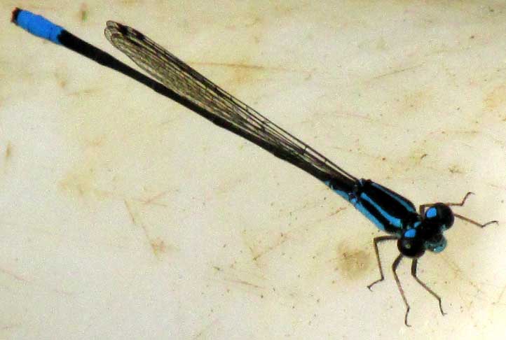 Mexican Wedgetail damselfly, ACANTHAGRION QUADRATUM