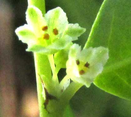 PHYLLANTHUS AMARUS, male flowers
