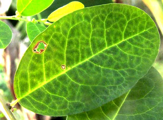 PHYLLANTHUS AMARUS, leaf venation