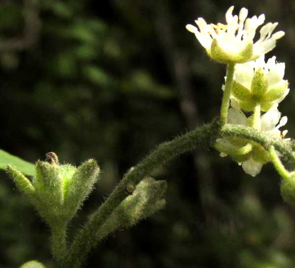 Low Croton, CROTON HUMILIS, male and female flowers on same raceme
