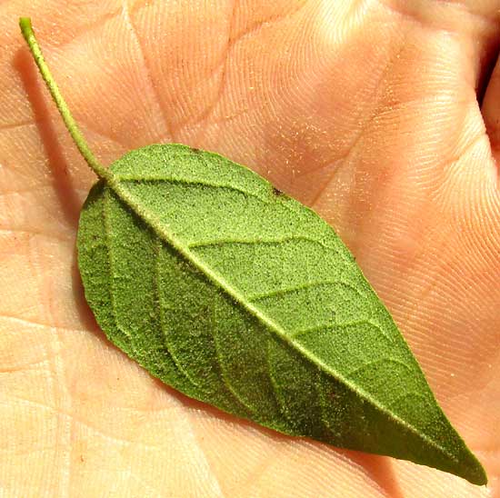 Low Croton, CROTON HUMILIS, leaf