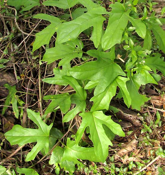 STIGMAPHYLLON LINDENIANUM, immature lobed leaves