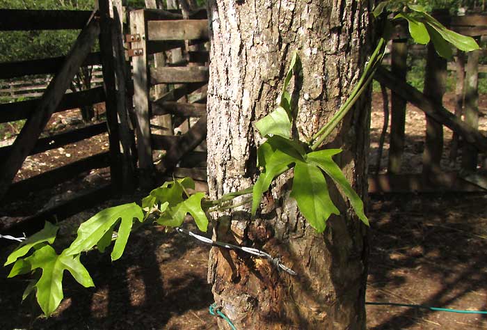 STIGMAPHYLLON LINDENIANUM, vine with immature lobed leaves