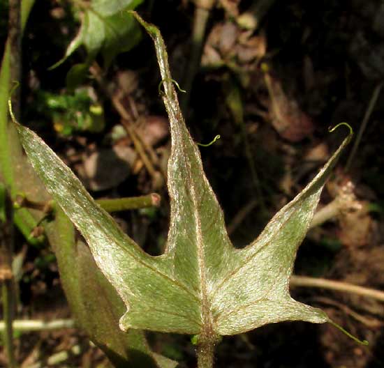 STIGMAPHYLLON LINDENIANUM, immature lobed leaf with curled bristles at lobe tips