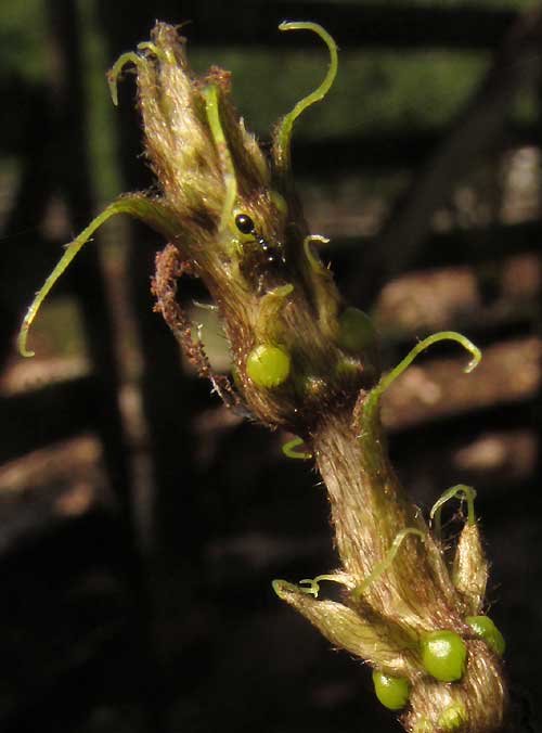 STIGMAPHYLLON LINDENIANUM, emerging fine tip showing glands and lobe terminal bristles on unformed leaves