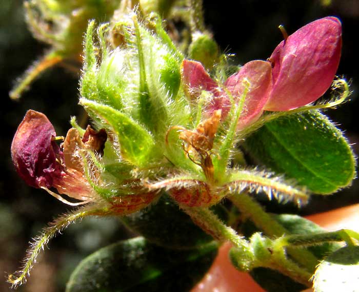 Low Prairie-clover, DALEA SCANDENS, flowers