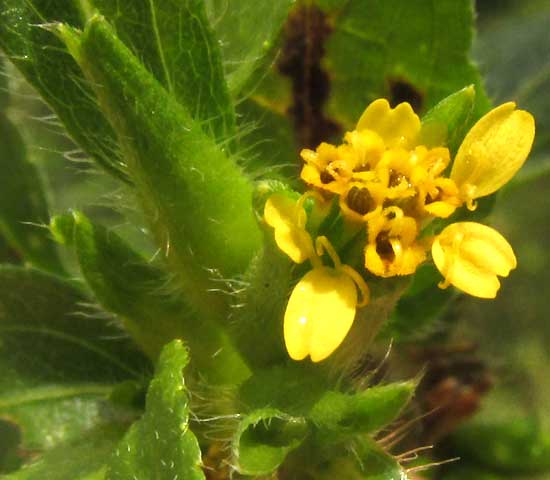 Synedrella, SYNEDRELLA NODIFLORA, flowering head