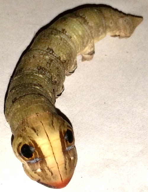 caterpillar of MADORYX cf. PLUTONIUS DENTATUS