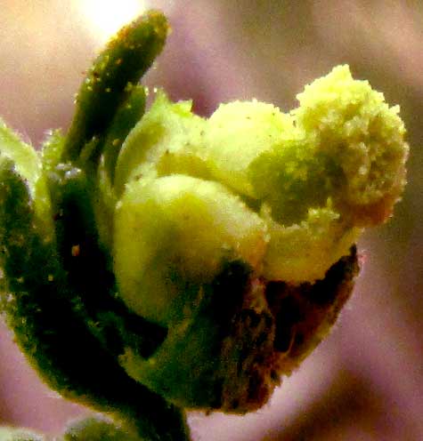 DALECHAMPIA SCHOTTII, anthers releasing pollen
