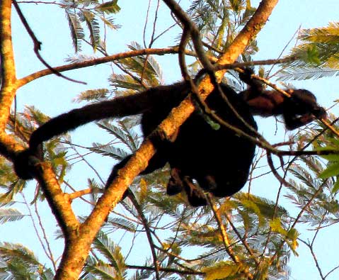 Howler Monkey, ALOUATTA PIGRA, young riding climging from parent's back