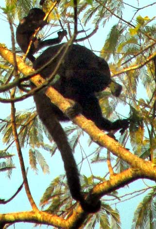 Howler Monkey, ALOUATTA PIGRA, young going from parent's back into tree