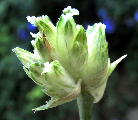 Basket Plant, CALLISIA FRAGRANS, flowering head