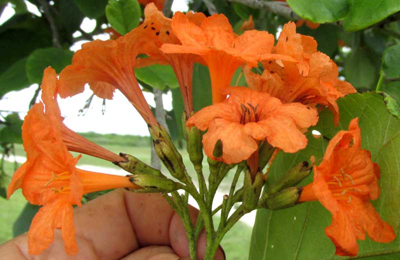 Siricote, CORDIA SEBESTENA, flowers