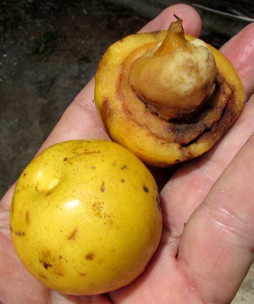 Siricote, CORDIA SEBESTENA, seed in fruit