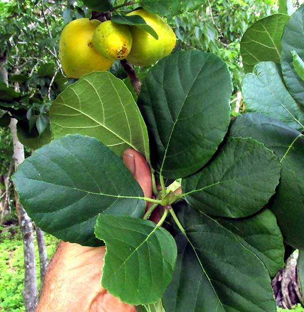 Siricote, CORDIA SEBESTENA, leaves and fruits