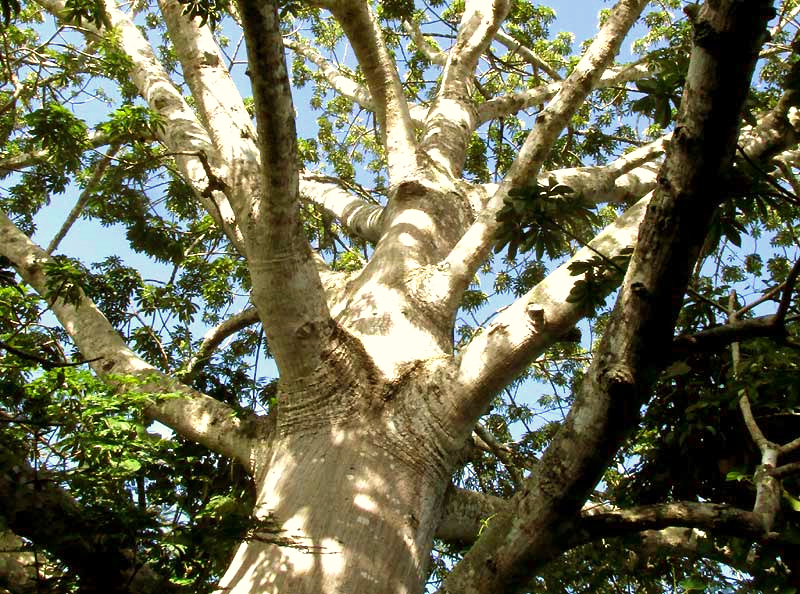 Ceiba, CEIBA PENTANDRA, massive trunk & branches