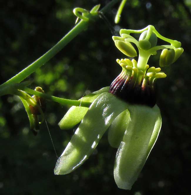 PASSIFLORA OBOVATA, flower