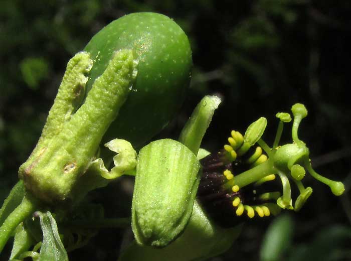 PASSIFLORA OBOVATA, immature fruit, unopened flower bud, and flower