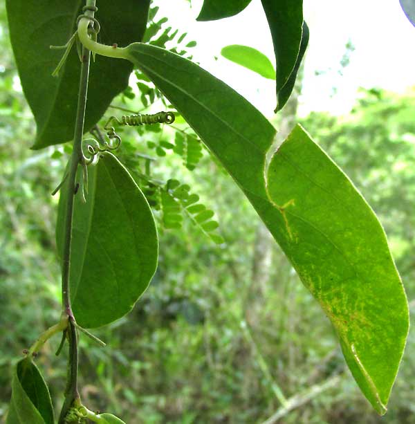 PASSIFLORA OBOVATA, leaves