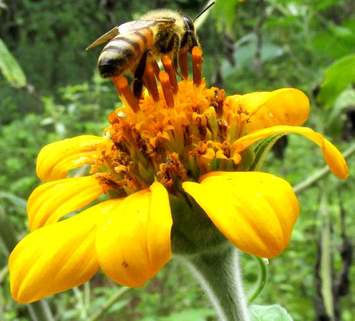 TITHONIA ROTUNDIFOLIA, flowering head with honeybee