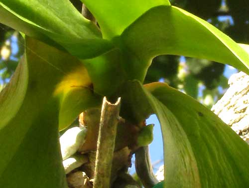 Phalaenopsis leaves arising from stem